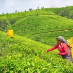 hotels to stay in nuwara eliya