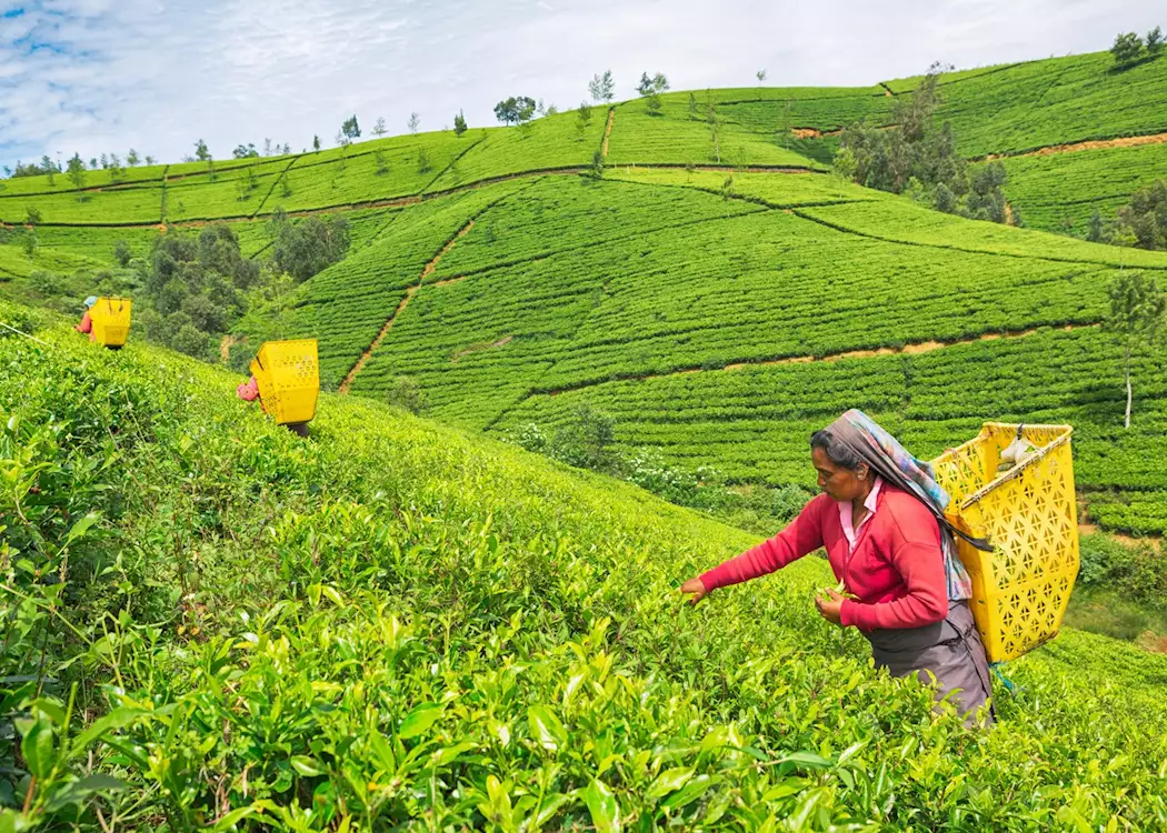 hotels to stay in nuwara eliya